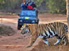 MP Tiger Reserve: 10 लाख से ज्यादा पर्यटकों ने देखा जंगल का रोमांच, आज से बंद होंगे सभी पार्क