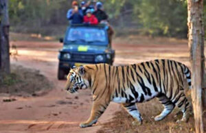 MP Tiger Reserve: 10 लाख से ज्यादा पर्यटकों ने देखा जंगल का रोमांच, आज से बंद होंगे सभी पार्क