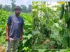 उद्यानिकी विभाग की पहल रंग लाई, खीरे की आधुनिक खेती से कमार कृषक की आय में बड़ा इजाफा