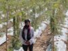 नवाचार बना सफलता की कुंजी, करेले की खेती से किसान दीपक को हुआ 2.95 लाख रुपये का फायदा