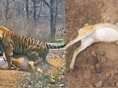 कटनी में वन्यजीवों पर बड़ा हमला, तालाब में जहर डालकर 14 चीतल-सांभरों को मारा, बाघों के लिए बढ़ा खतरा