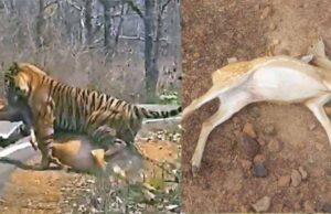 कटनी में वन्यजीवों पर बड़ा हमला, तालाब में जहर डालकर 14 चीतल-सांभरों को मारा, बाघों के लिए बढ़ा खतरा