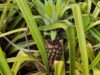 Raigarh farmer Arun Saw has transformed his fortune by growing pineapple and has become a source of inspiration.