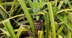 Raigarh farmer Arun Saw has transformed his fortune by growing pineapple and has become a source of inspiration.