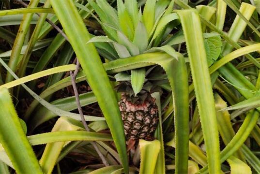 Raigarh farmer Arun Saw has transformed his fortune by growing pineapple and has become a source of inspiration.