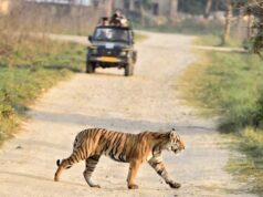 इंसानों के बीच बेखौफ घूमते भोपाल के बाघों पर दुनिया की नजर, नेपाल में होगा विशेष प्रस्तुतीकरण