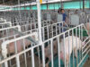 सूकरपालन से आत्मनिर्भर बनीं ग्रेसी! 400 से अधिक सूकरों के साथ खड़ा किया सफल कारोबार