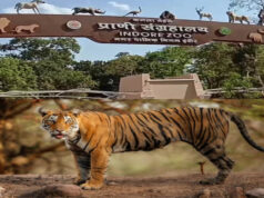 इंदौर जू में वन्यजीवों की नई सौगात, एक सींग वाले गैंडे और दरियाई घोड़ा ‘सतीश’ की होगी एंट्री
