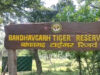 International Tiger Day 2026: बांधवगढ़ टाइगर रिजर्व में बाघ संरक्षण का संदेश, होंगे विशेष आयोजन