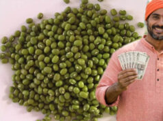 MP Mung Price: मूंग के भाव में बड़ा उछाल, किसानों को मिलेगा लाभ; सरकार के लिए बढ़ी मुश्किलें