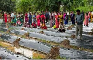किसानों के लिए वरदान बनेगी ग्राफ्टेड सब्जियां, धमतरी में वैज्ञानिक प्रशिक्षण से मिली आधुनिक खेती की जानकारी