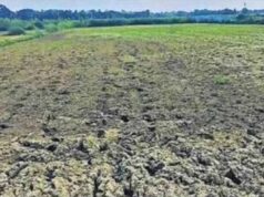 बस्तर में बारिश नहीं होने से खेती पर संकट, सूखे के डर ने किसानों की बढ़ाई चिंता