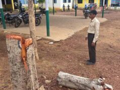 पेड़ों की अवैध कटाई पड़ी भारी, प्रधान पाठक निलंबित, अध्यक्ष और सचिव पर दर्ज होगी FIR