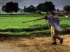 बारिश की कमी से बढ़ी किसानों की चिंता, CG में बोवनी और धान रोपाई प्रभावित