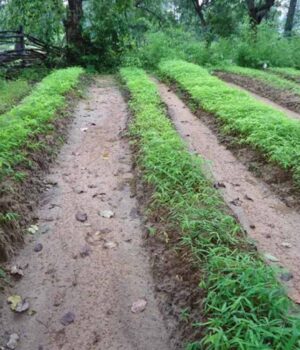 Chhattisgarh_News_07-3-3.jpg