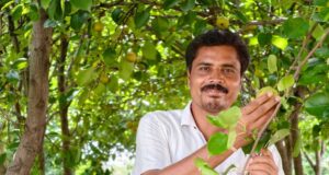 नाशपाती से चमकी किसान मनोज यादव की किस्मत
