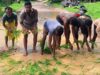 छत्तीसगढ़ में अनोखा प्रदर्शन—खस्ताहाल सड़क पर धान रोपकर ग्रामीणों ने सरकार का ध्यान खींचा