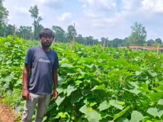 आधुनिक खेती का कमाल, खीरे की वैज्ञानिक खेती से किसानों को हो रहा लाभ