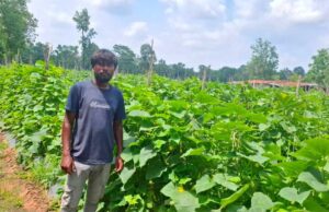 आधुनिक खेती का कमाल, खीरे की वैज्ञानिक खेती से किसानों को हो रहा लाभ