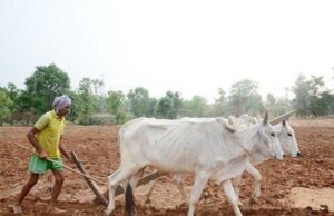 इस खरीफ सीजन में 48.69 लाख हेक्टेयर क्षेत्र में बोनी का है लक्ष्य