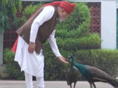 PM मोदी की सुबह की खास दिनचर्या, गायों और मोरों के साथ दिखा खास अंदाज