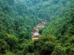 मध्य प्रदेश में जंगलों पर बढ़ा खतरा, माइनिंग और निर्माण कार्यों के लिए बदला वन भूमि का उपयोग; 371.54 वर्ग किमी हरियाली घटी