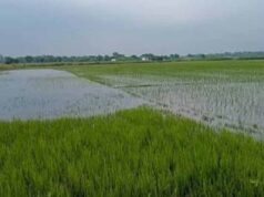 इंद्रावती का रौद्र रूप: बस्तर में सैकड़ों एकड़ धान की फसल बाढ़ की चपेट में