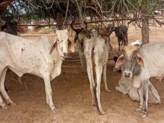 CG में 6 गायों की मौत के बाद बड़ा एक्शन, सहायक पशु चिकित्सा अधिकारी को पद से हटाया गया