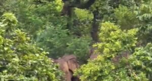 कैलाश गुफा में कांवड़ियों की भारी भीड़, 16 हाथियों ने डाला डेरा; सुरक्षा को लेकर प्रशासन अलर्ट