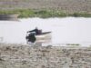 बड़ा तालाब पर NGT का एक्शन, कीटनाशक छिड़काव को लेकर कलेक्टर और नगर निगम को नोटिस