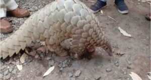 दुर्लभ पैंगोलिन तस्करी मामले में आरोपी की जमानत याचिका खारिज