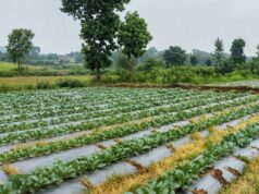 कम पानी, ज्यादा उत्पादन: 55 प्रतिशत अनुदान से स्थापित ड्रिप सिंचाई प्रणाली ने बदली किसान की तस्वीर