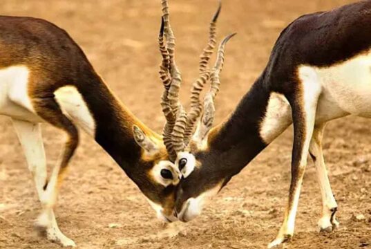 गोमर्डा अभयारण्य में फिर बढ़ेगा काले हिरणों का कुनबा, प्राकृतिक आवास में छोड़े जाएंगे 25 हिरण