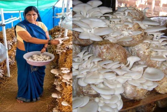 आत्मनिर्भरता की नई मिसाल- खेतों से मशरूम उत्पादन तक मिथिला दीदी ने लिखी सफलता की नई कहानी