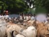 मवेशियों के साथ पहुंचे किसान तो हरकत में आए अधिकारी, रास्ते में निपटा मामला