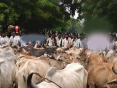 मवेशियों के साथ पहुंचे किसान तो हरकत में आए अधिकारी, रास्ते में निपटा मामला