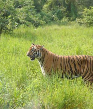 Tiger_666j-1.jpg