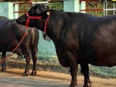 तीन राज्यों में 120 भैंसें चोरी, कालिया गैंग ने कबूली 40 वारदातें
