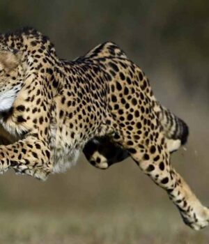 cheetah_33_3.jpg