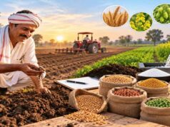 रबी की बुवाई के लिए बीज की पर्याप्त व्यवस्था, किसानों से अधिकृत केंद्रों से बीज लेने की अपील