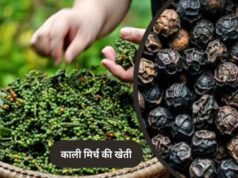 नर्मदापुरम में मसालों की खेती को बढ़ावा, पचमढ़ी में काली मिर्च-दालचीनी के पौधे होंगे उपलब्ध