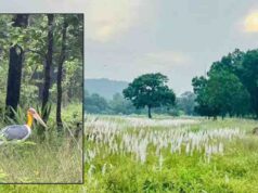 वन्यप्राणियों की सुरक्षा, वृक्षों के गिरने और निचले क्षेत्रों में जलभराव की निगरानी के निर्देश