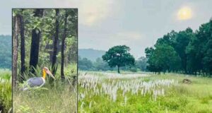वन्यप्राणियों की सुरक्षा, वृक्षों के गिरने और निचले क्षेत्रों में जलभराव की निगरानी के निर्देश