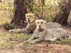 नौरादेही में 7 अक्टूबर को आएंगे कूनो के 2 चीते, अब एक ही अभयारण्य में दिखेंगी तीन ‘बड़ी बिल्लियां’