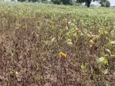 MP में कम बारिश से खेती पर मार, मक्का-सोयाबीन प्रभावित; किसानों को रबी फसल बदलने की चिंता