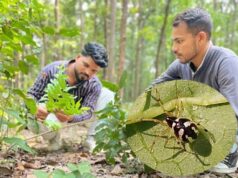 छत्तीसगढ़ बना दुर्लभ मकड़ी की खोज का केंद्र, ‘Mangora baii’ की मौजूदगी से वैज्ञानिकों में उत्सुकता