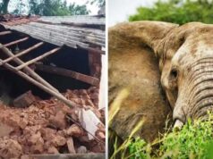 CG में हाथियों के हमले से दहशत, सुबह 3 बजे गांव में मची अफरा-तफरी