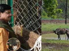 Kanha Tiger Reserve: मध्य प्रदेश में वन्यजीव संरक्षण की नई पहल, CM मोहन यादव आज छोड़ेंगे 8 जंगली भैंसे