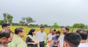 छत्तीसगढ़ में काले चावल की खेती से चमकेगी किसानों की किस्मत, 35 हजार रुपये क्विंटल तक है कीमत