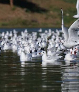 birds_02.jpg